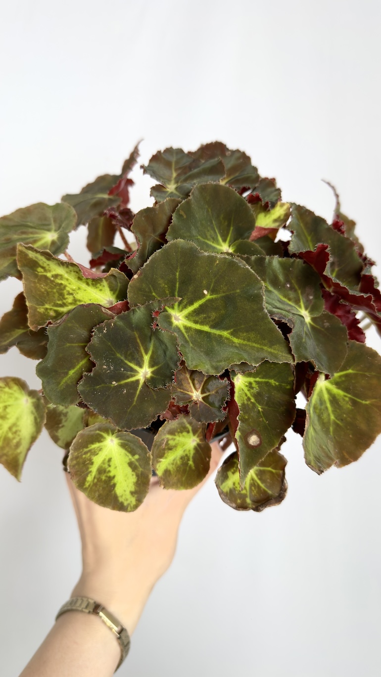 Begonia Monuno