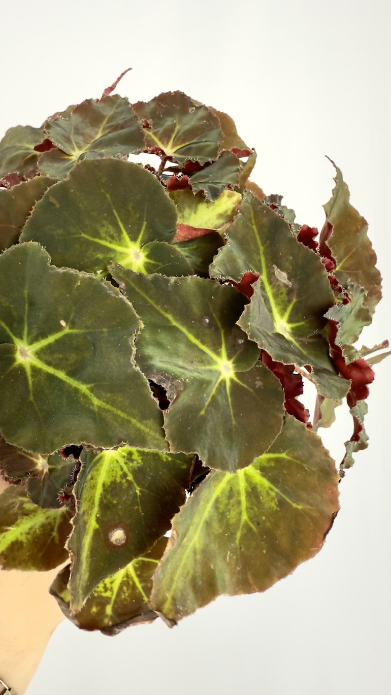 Begonia Monuno