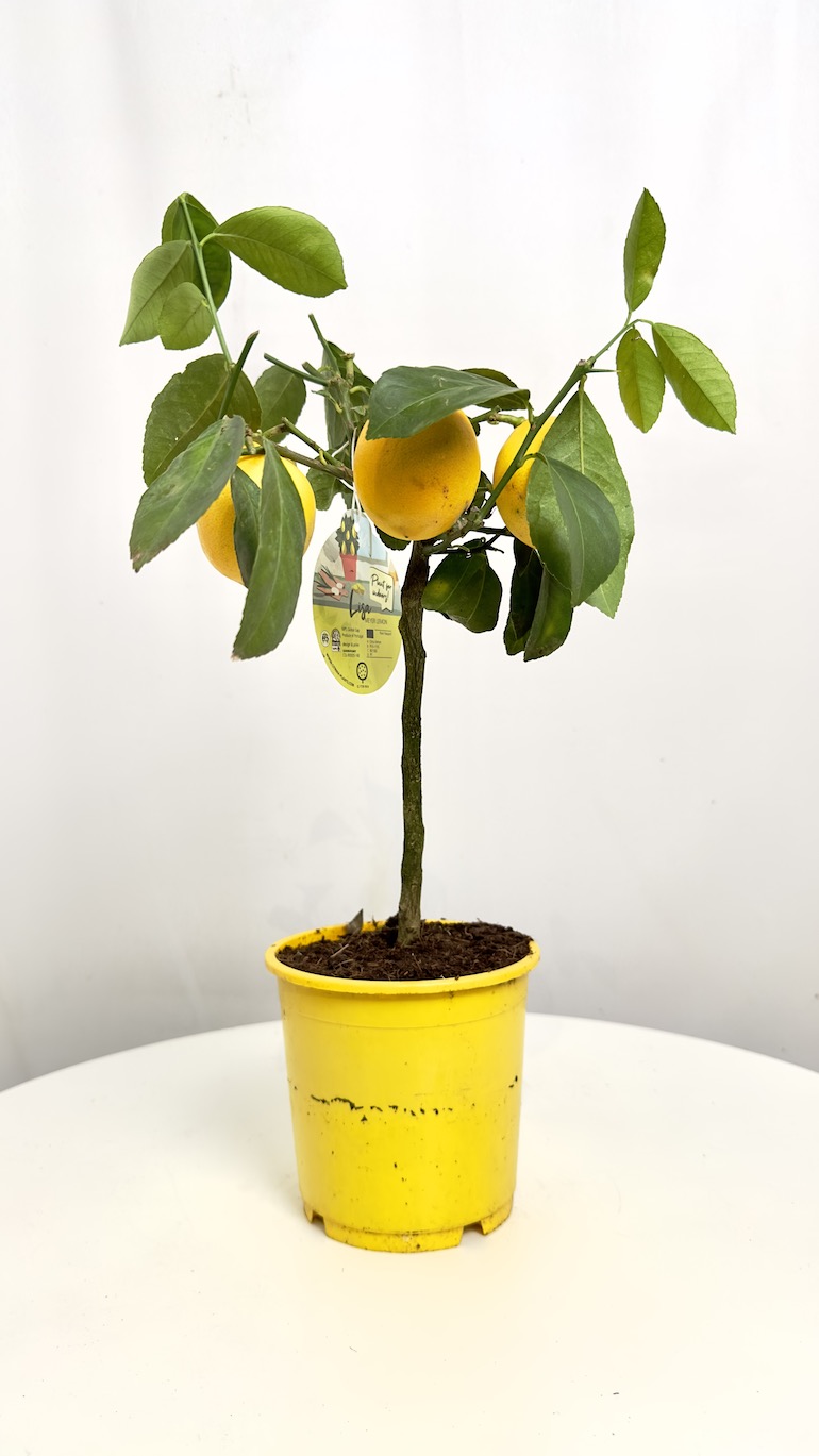 Citrus x Mayeri ‘Meyer’