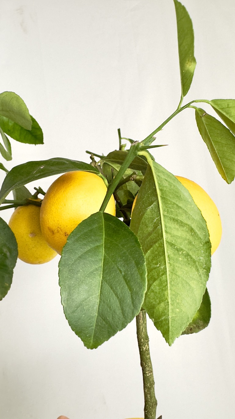 Citrus x Mayeri ‘Meyer’