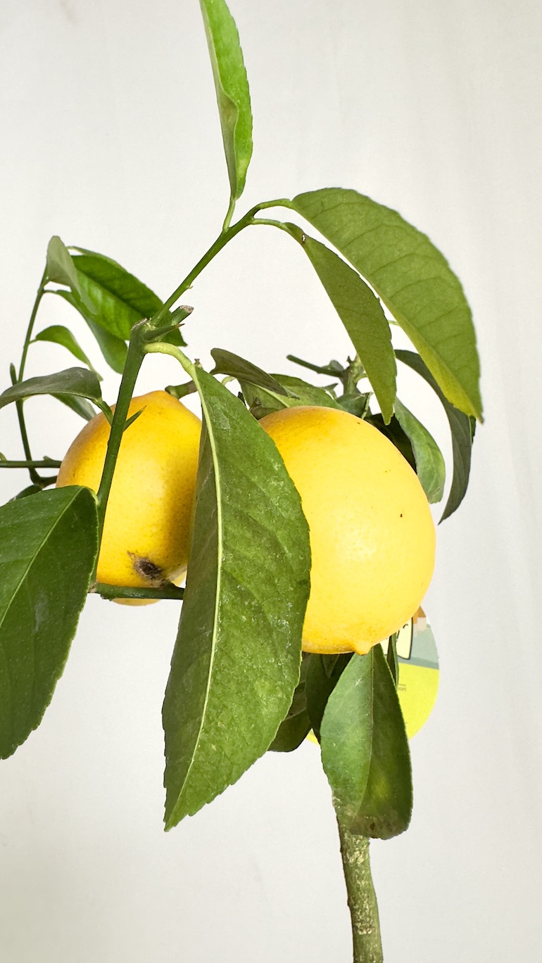 Citrus x Mayeri ‘Meyer’