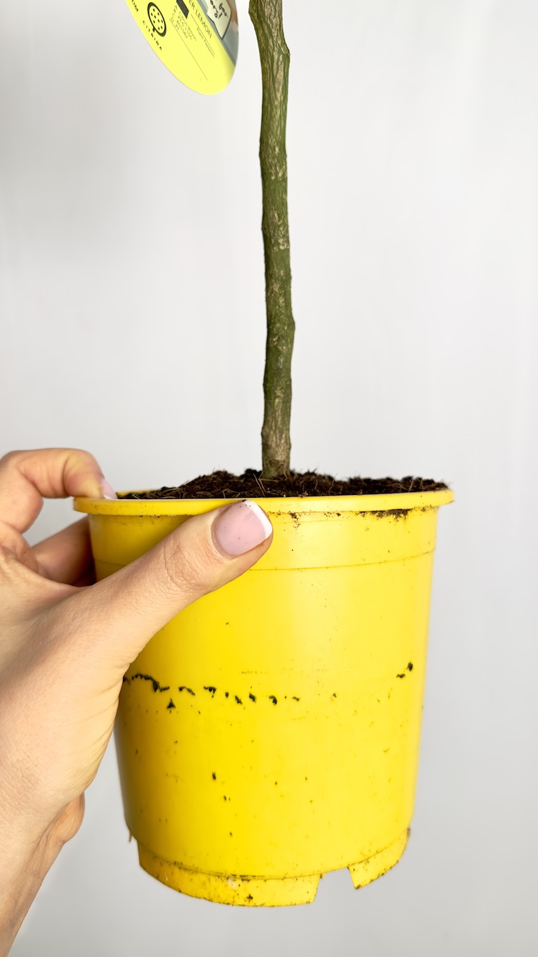 Citrus x Mayeri ‘Meyer’