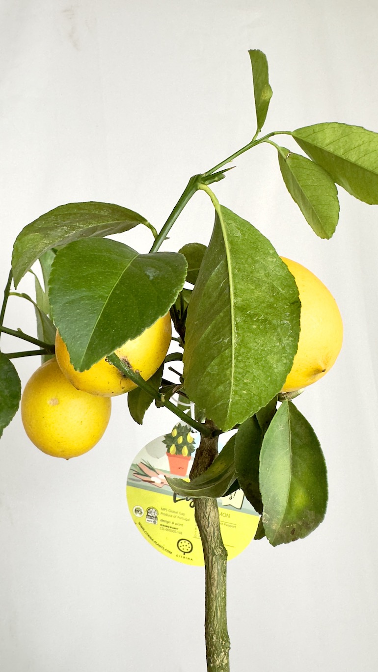 Citrus x Mayeri ‘Meyer’