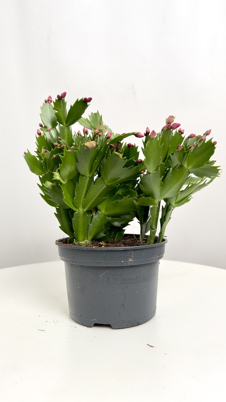 Schlumbergera Fioletowe kwiaty