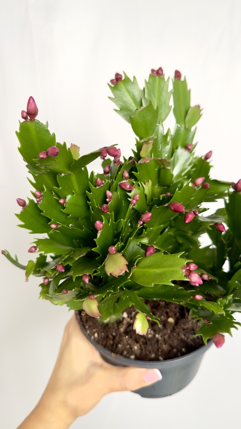 Schlumbergera Fioletowe kwiaty