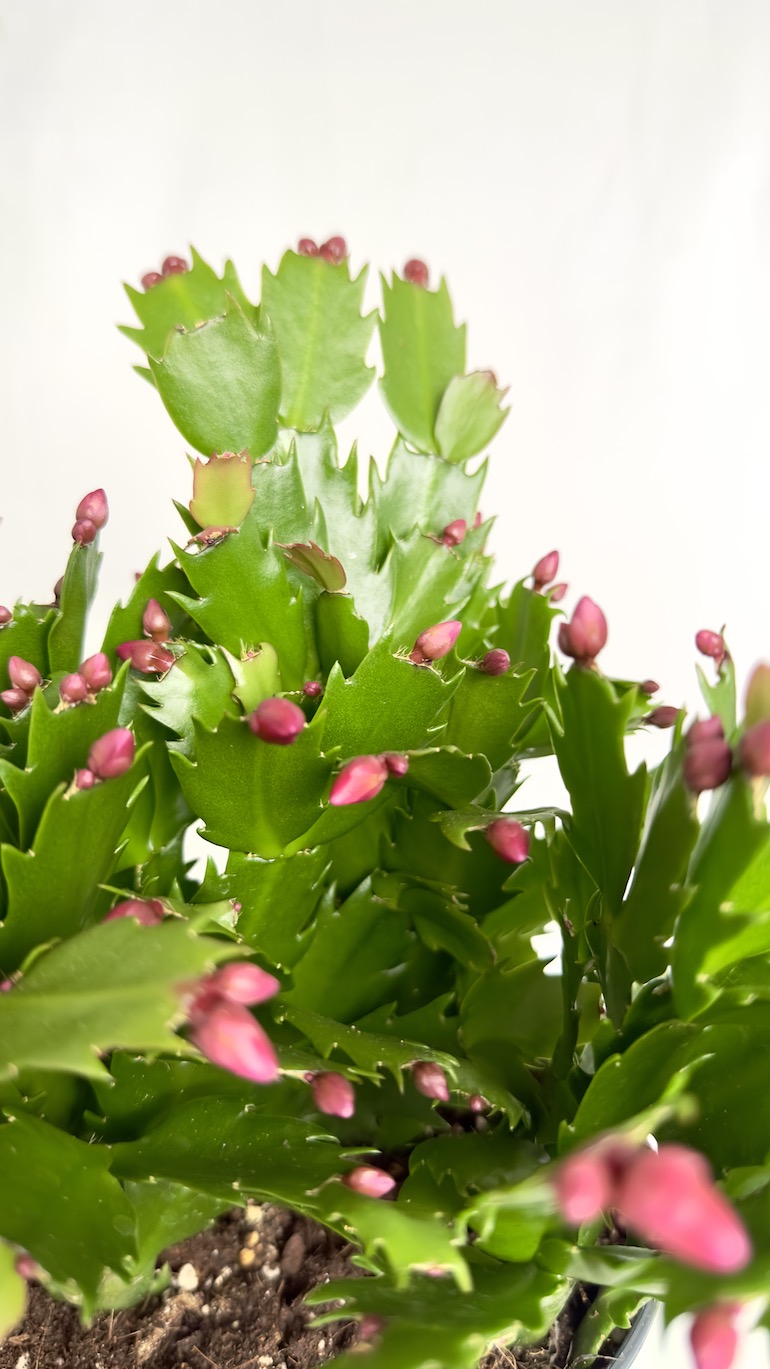 Schlumbergera Fioletowe kwiaty