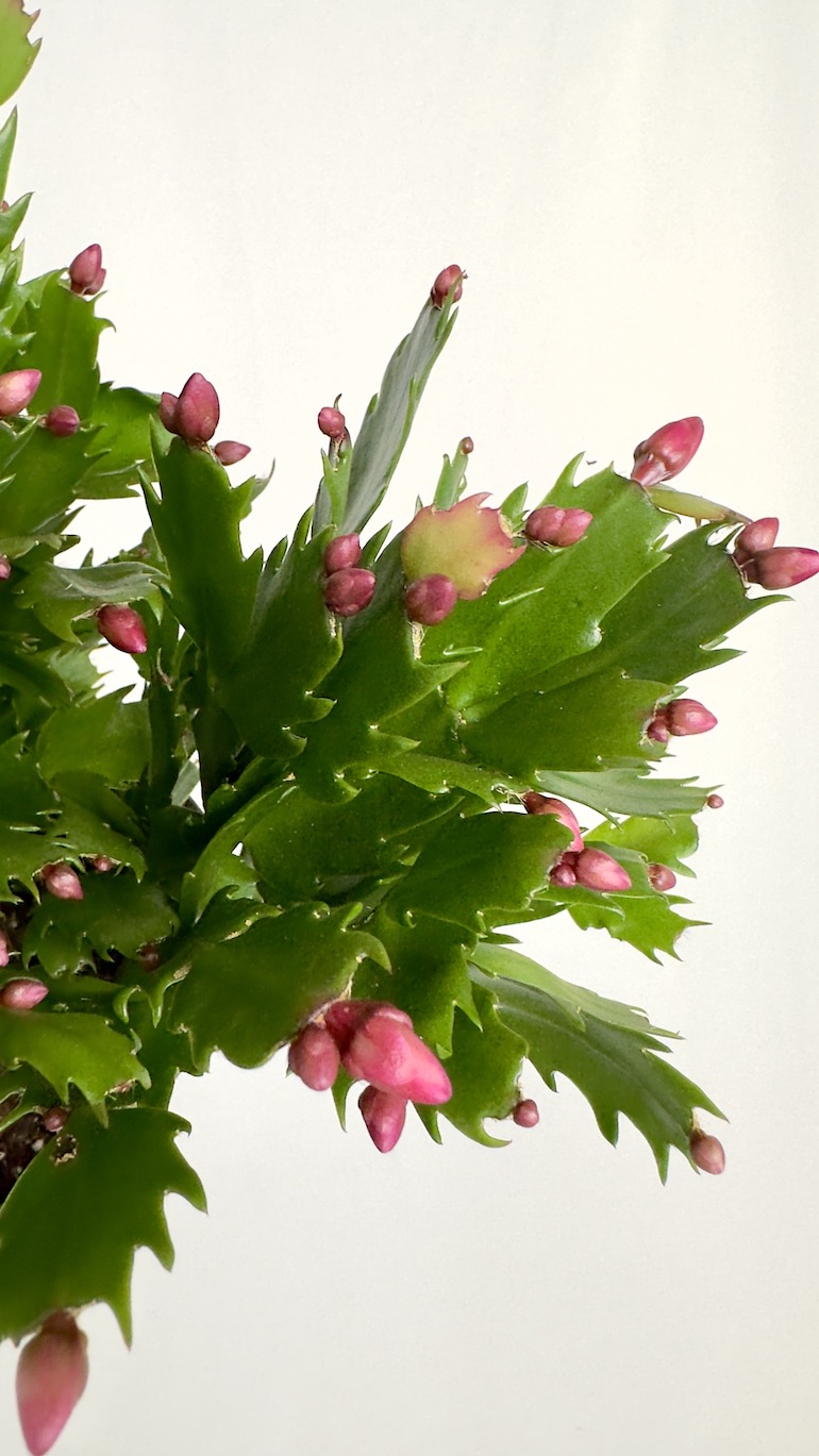 Schlumbergera Fioletowe kwiaty