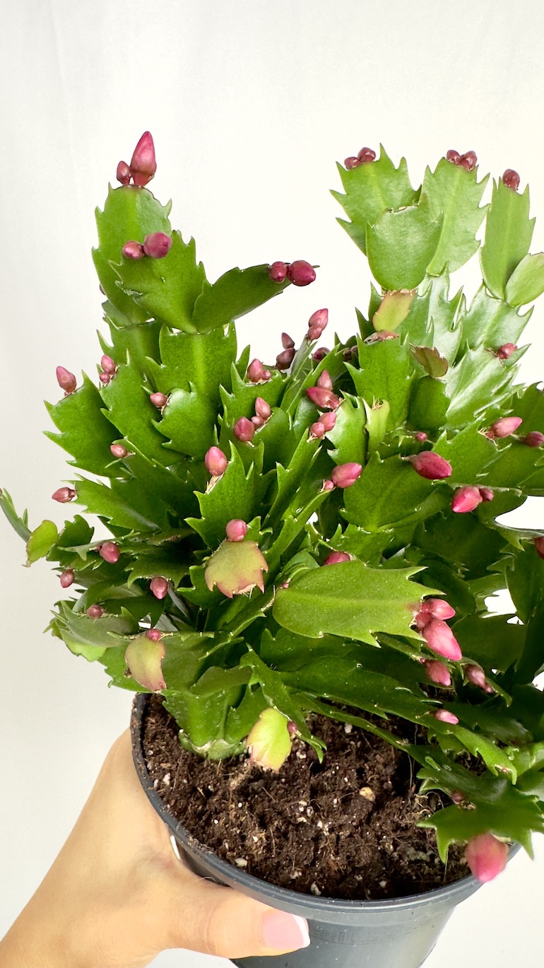Schlumbergera Fioletowe kwiaty