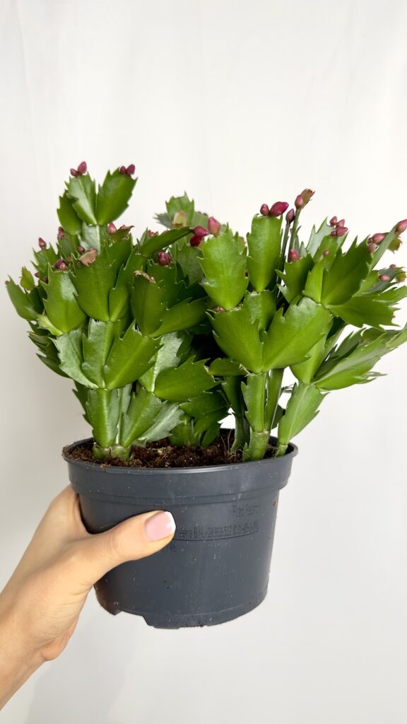 Schlumbergera Fioletowe kwiaty