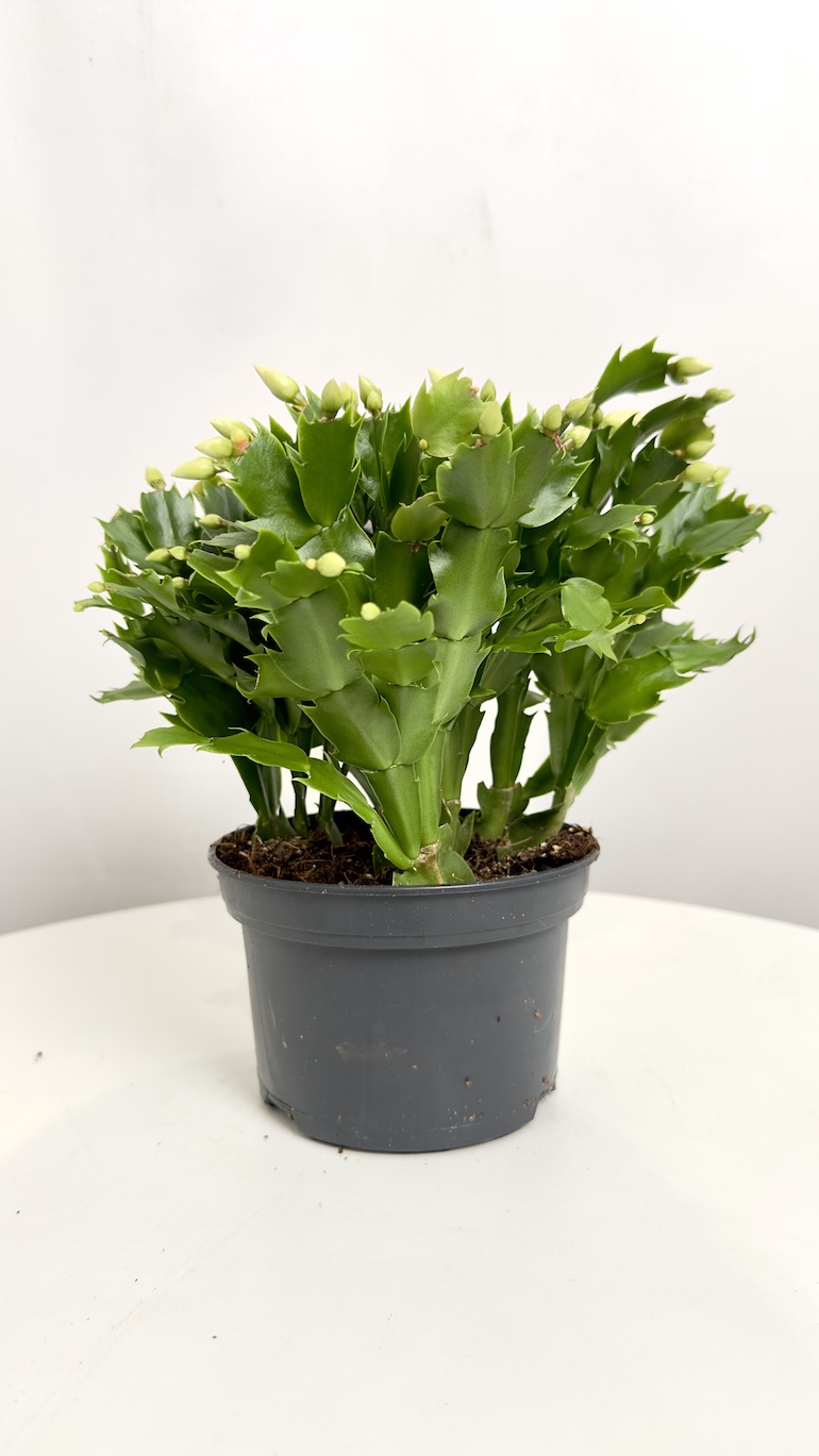 Schlumbergera Białe kwiaty