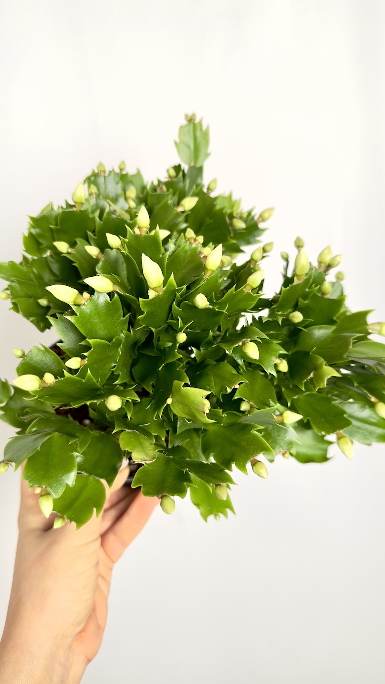 Schlumbergera Białe kwiaty