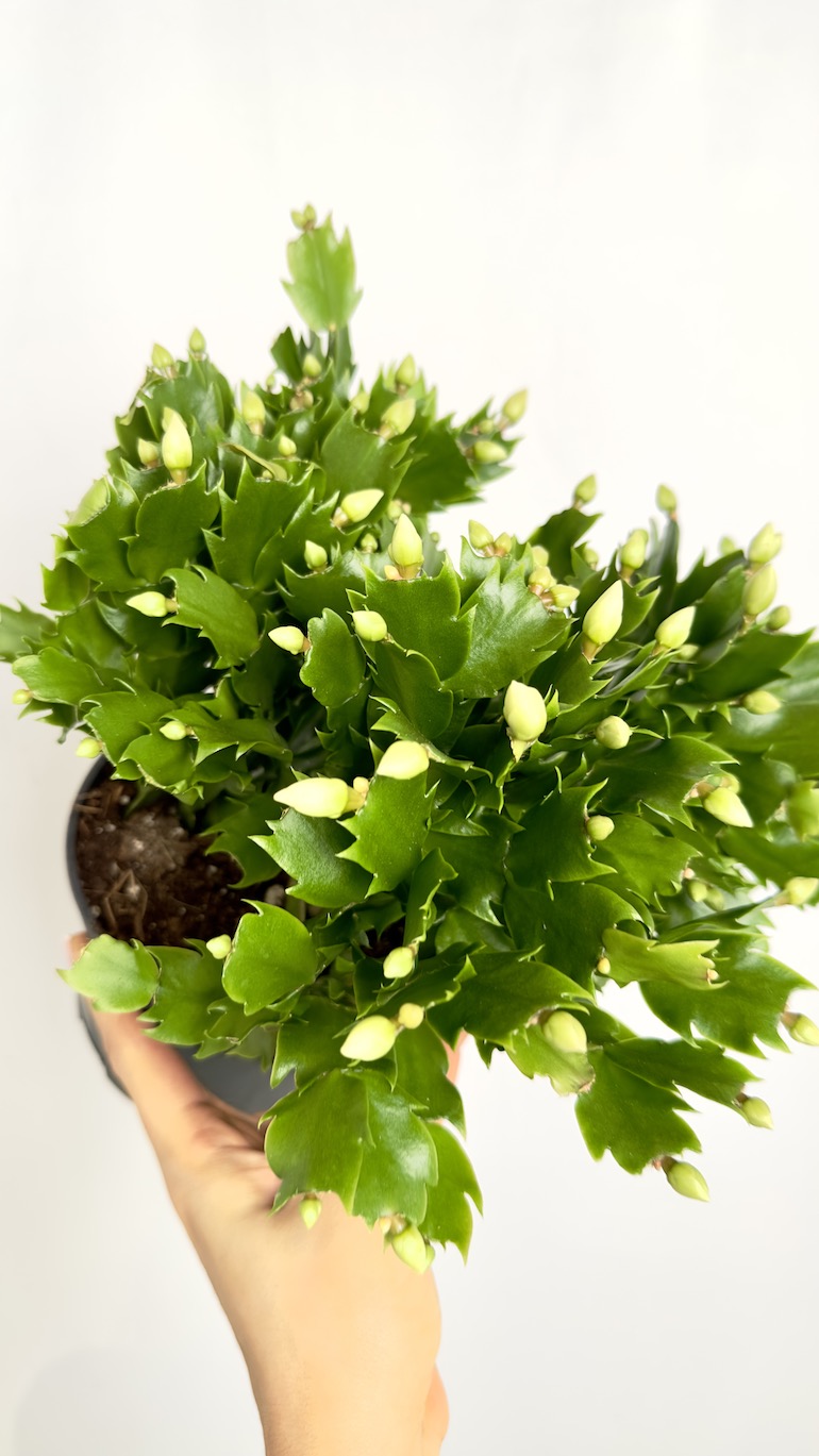 Schlumbergera Białe kwiaty