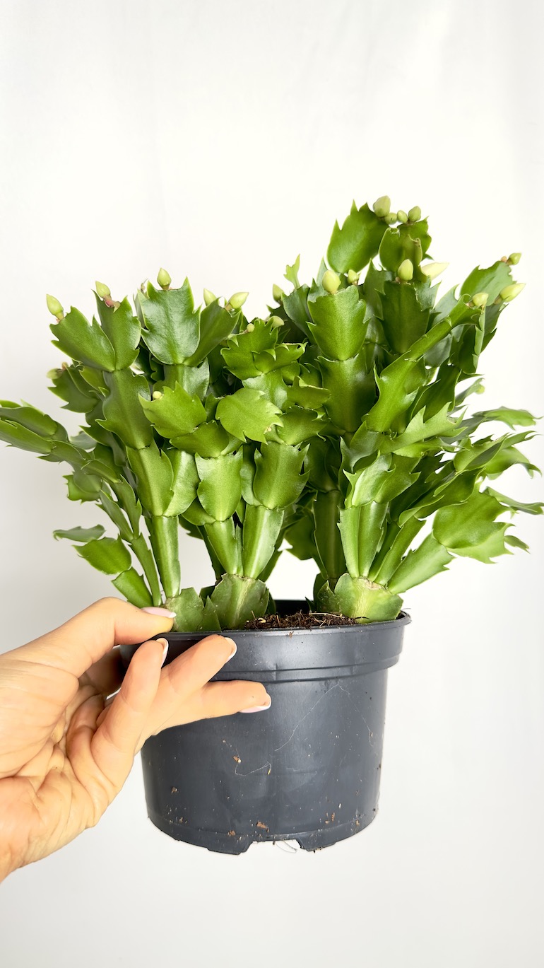 Schlumbergera Białe kwiaty