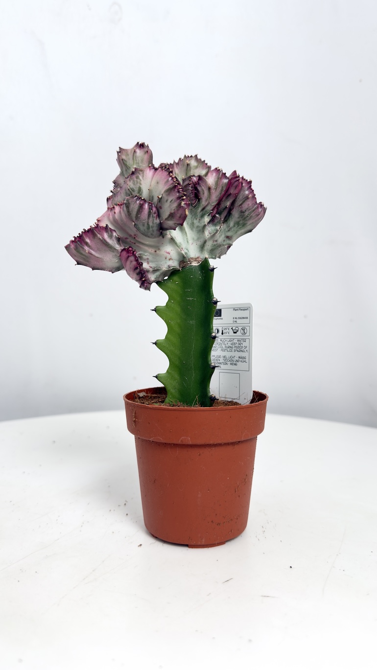 Euphorbia lactea Cristata