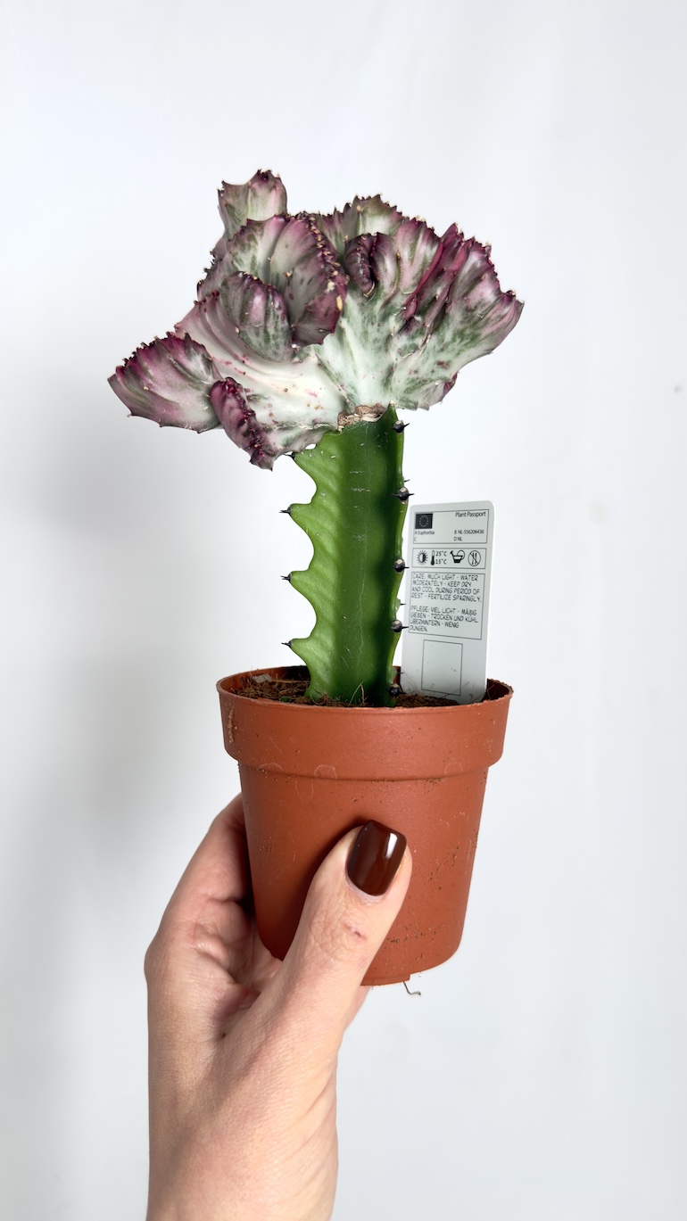 Euphorbia lactea Cristata