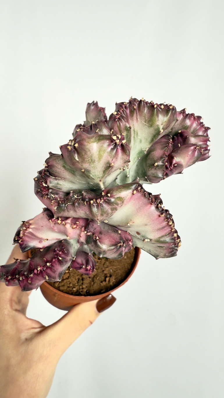 Euphorbia lactea Cristata