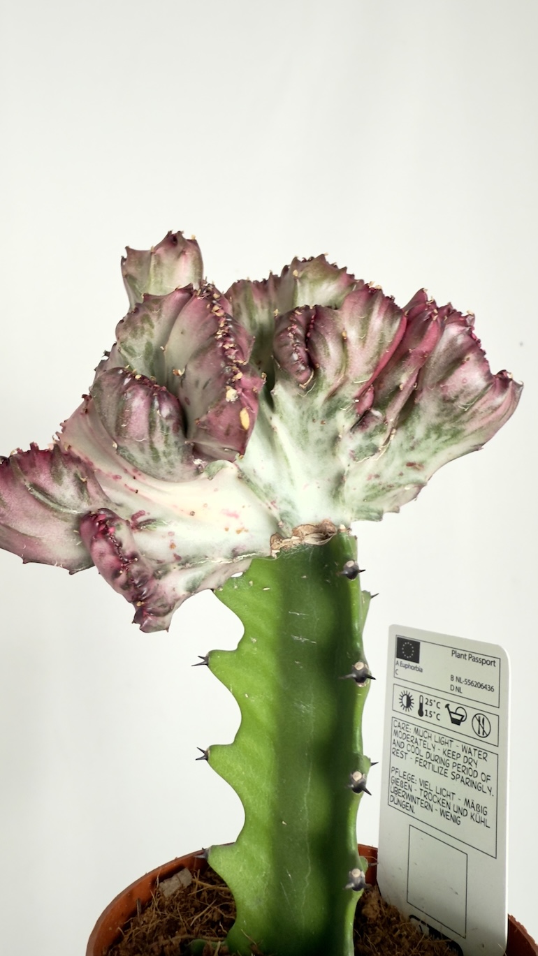 Euphorbia lactea Cristata