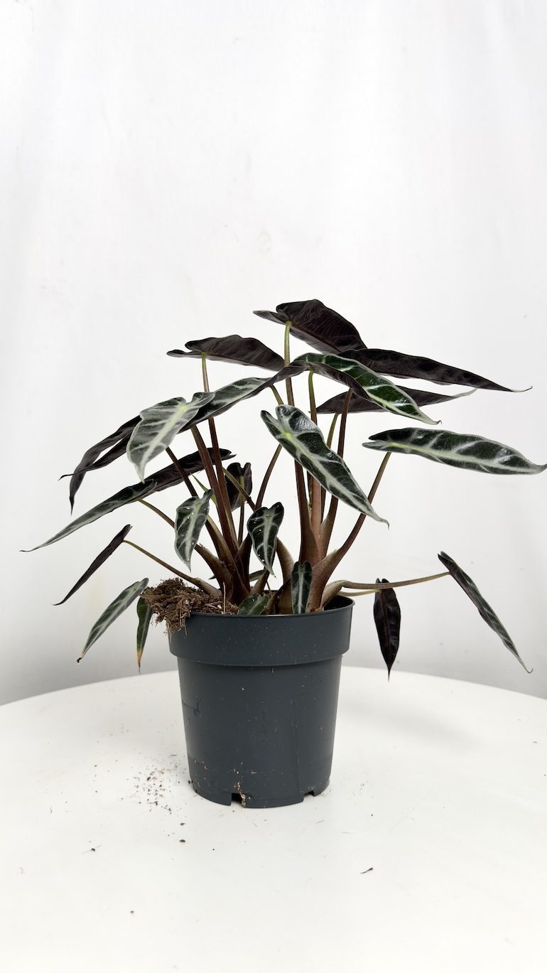 Alocasia Bambino Arrow
