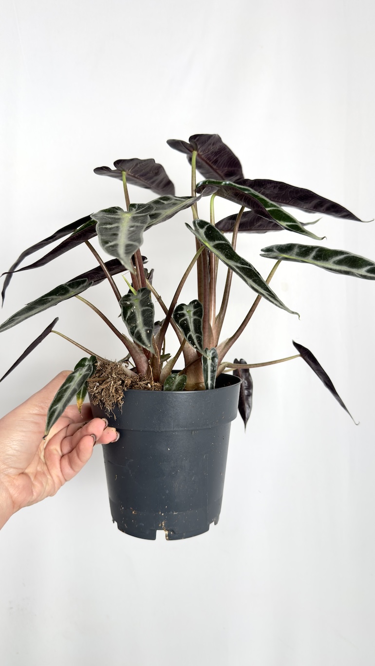 Alocasia Bambino Arrow