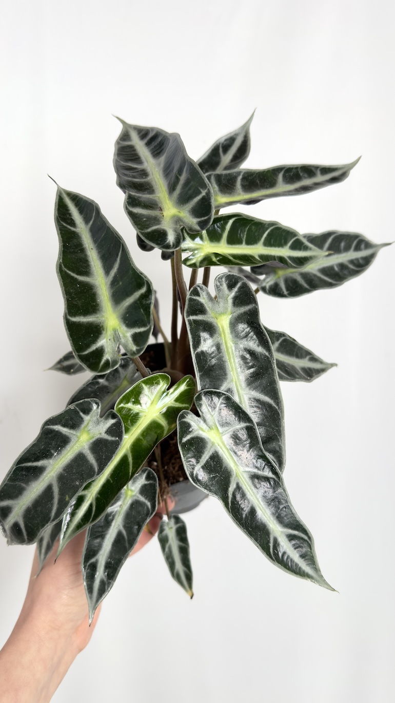 Alocasia Bambino Arrow