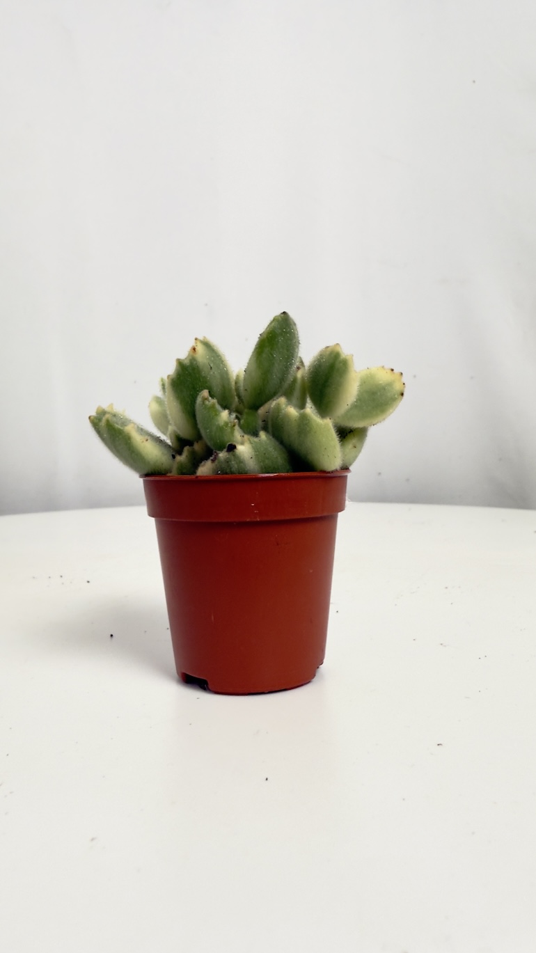 Crassula Jade Variegata