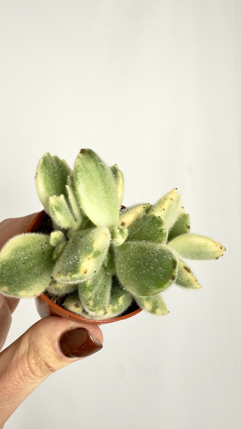 Crassula Jade Variegata