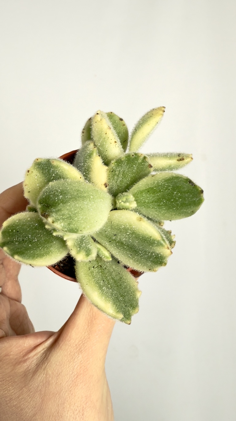 Crassula Jade Variegata