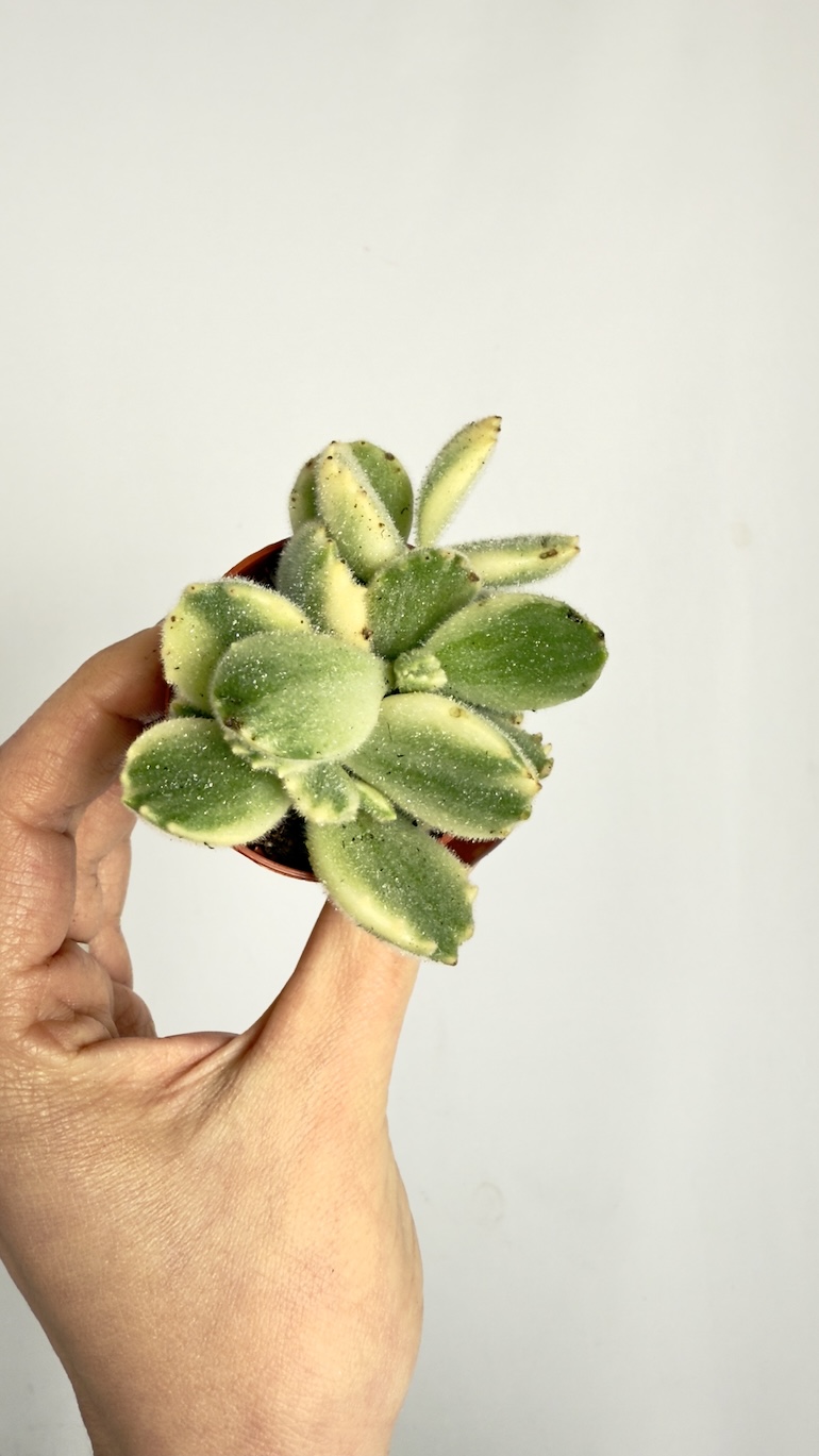 Crassula Jade Variegata