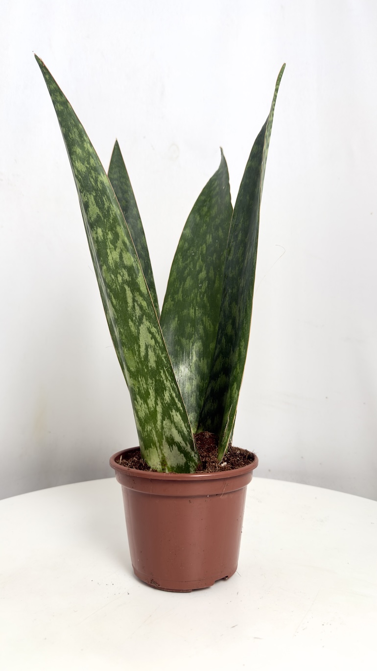 Sansevieria Jamaiquina
