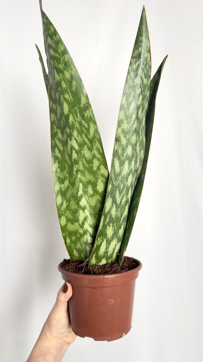 Sansevieria Jamaiquina