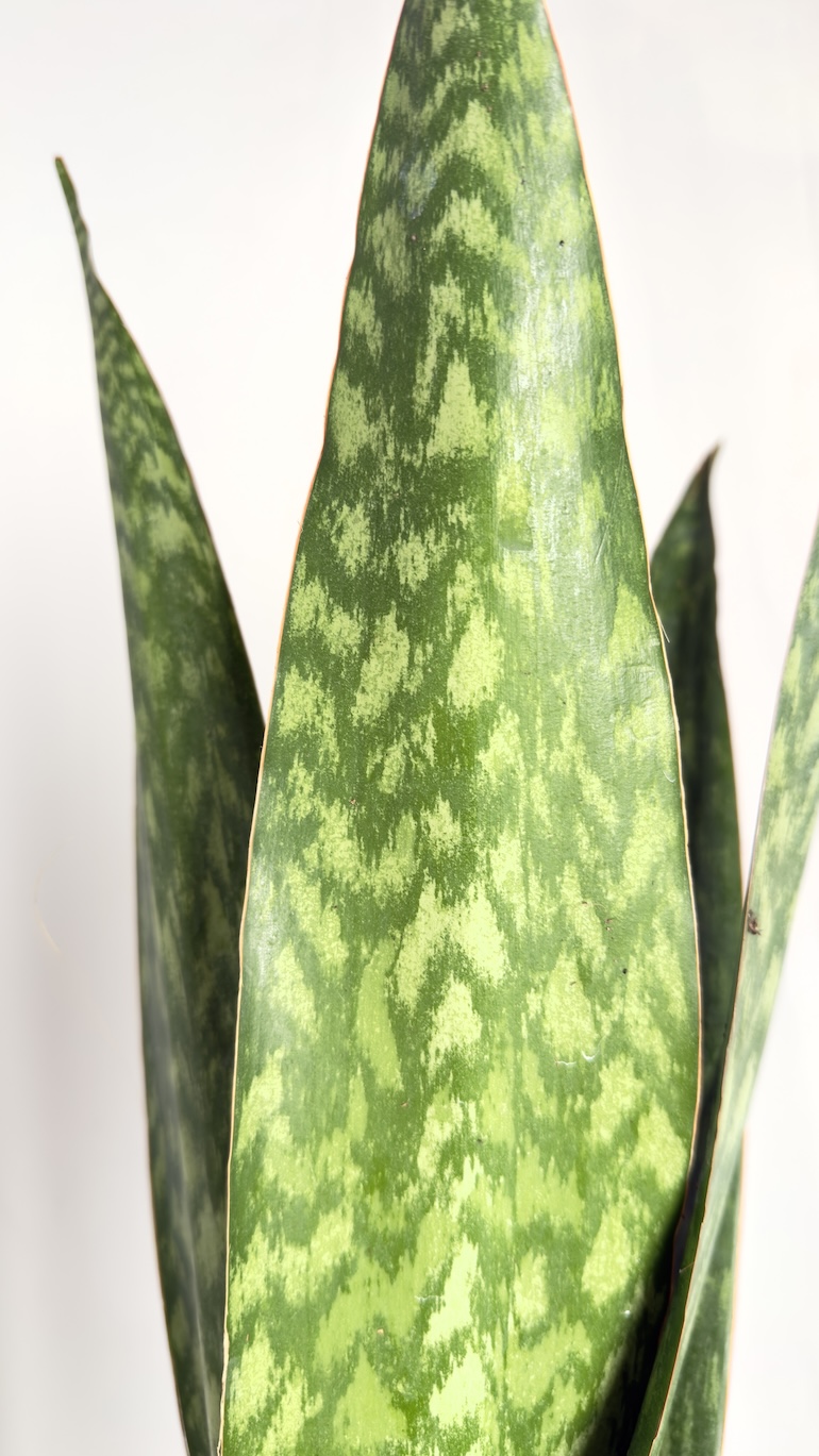 Sansevieria Jamaiquina