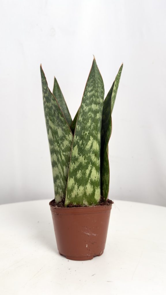 Sansevieria Jamaiquina