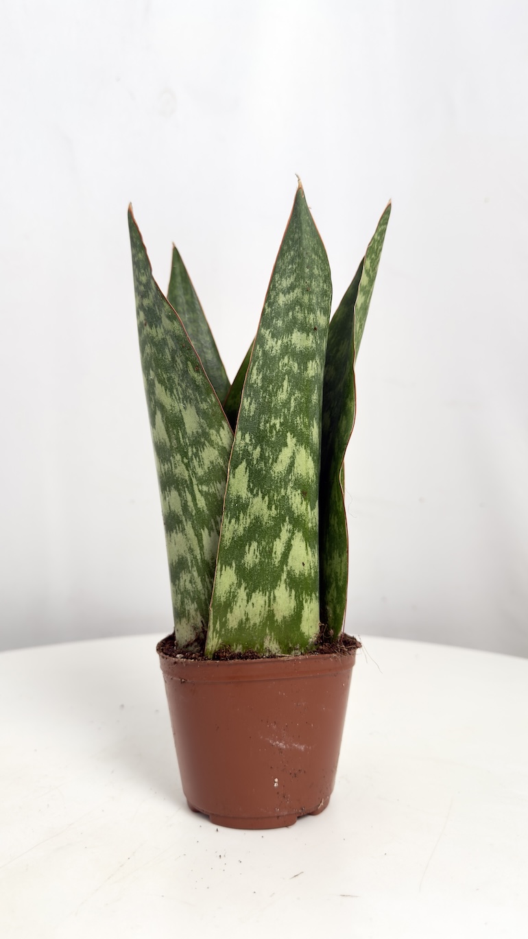 Sansevieria Jamaiquina