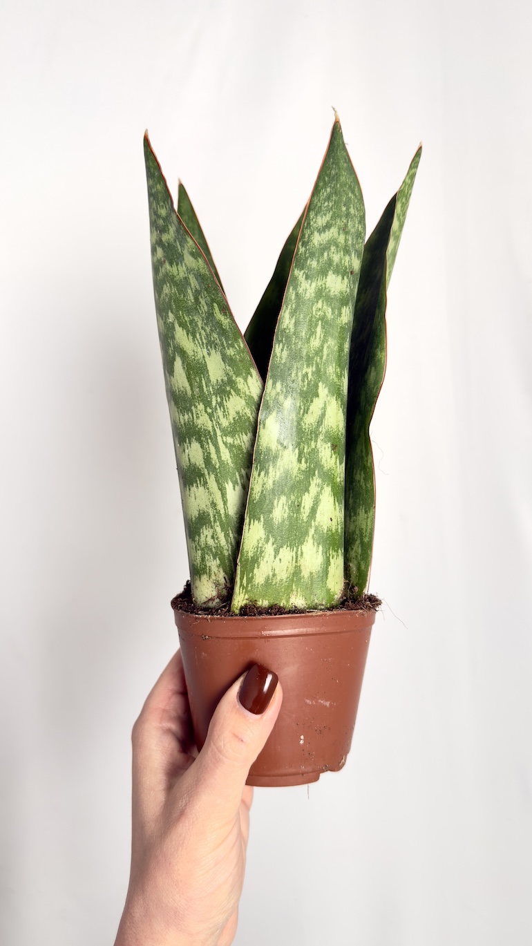 Sansevieria Jamaiquina