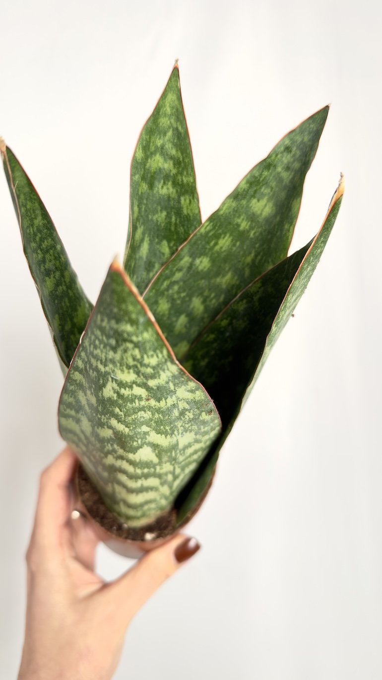 Sansevieria Jamaiquina
