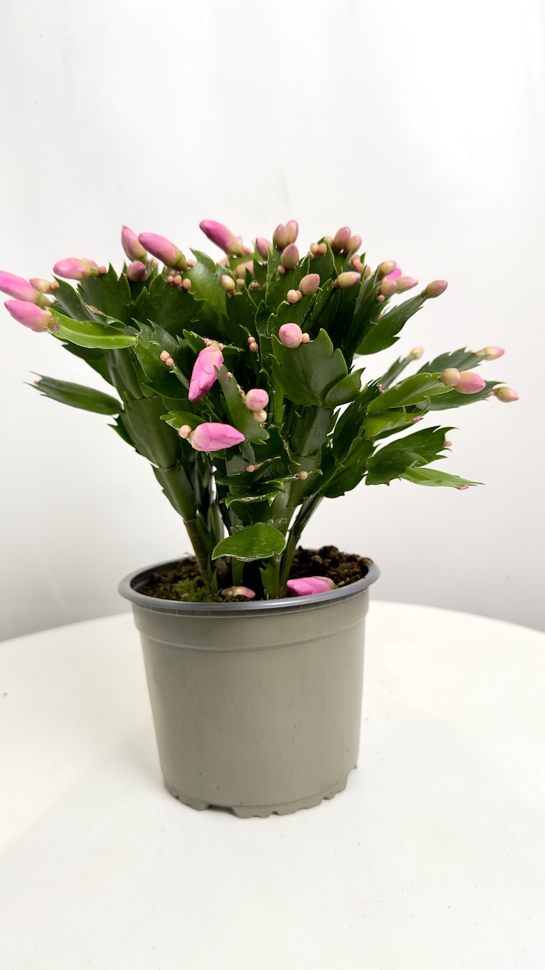 Schlumbergera różowe kwiaty