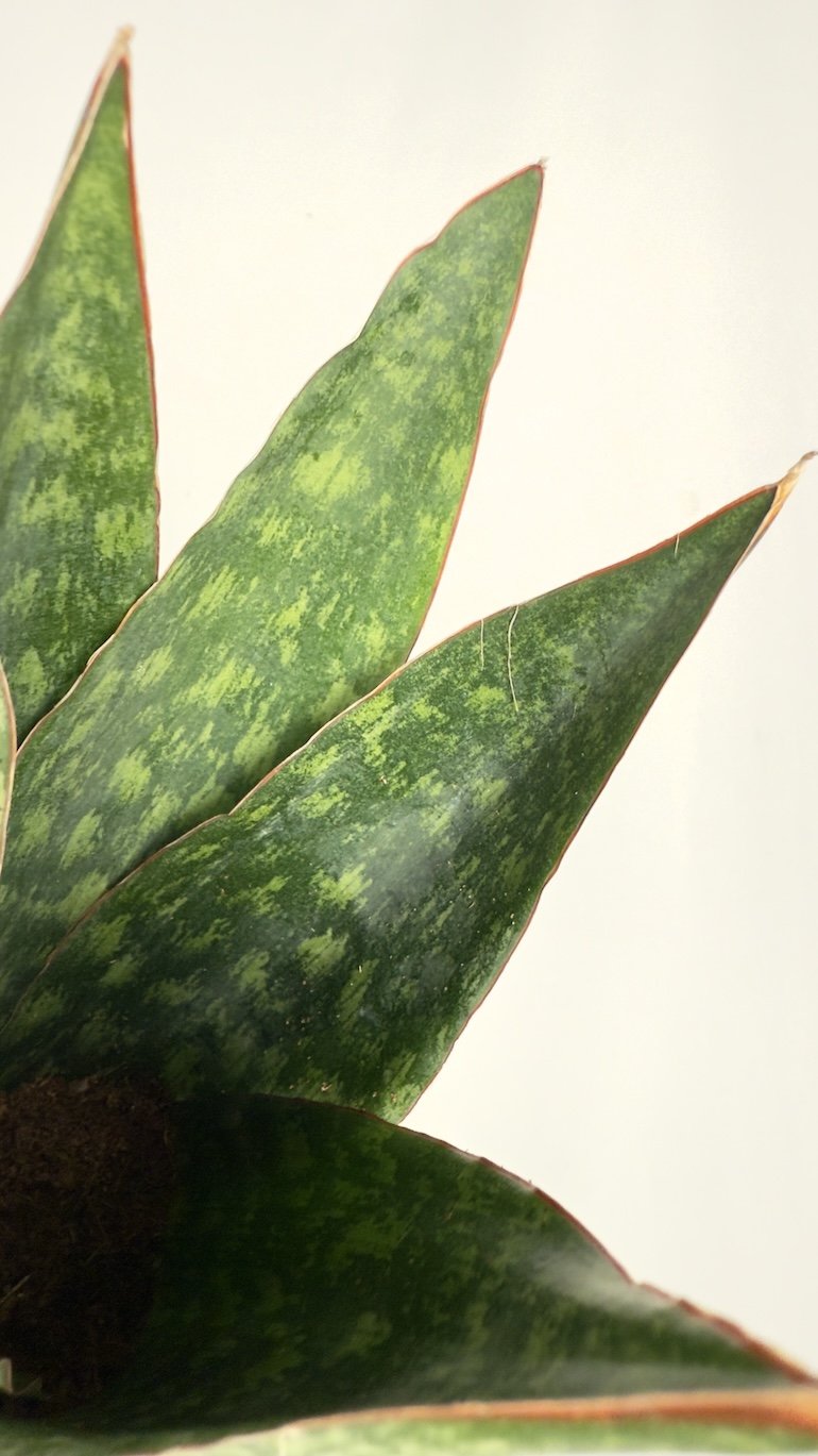 Sansevieria Jamaiquina