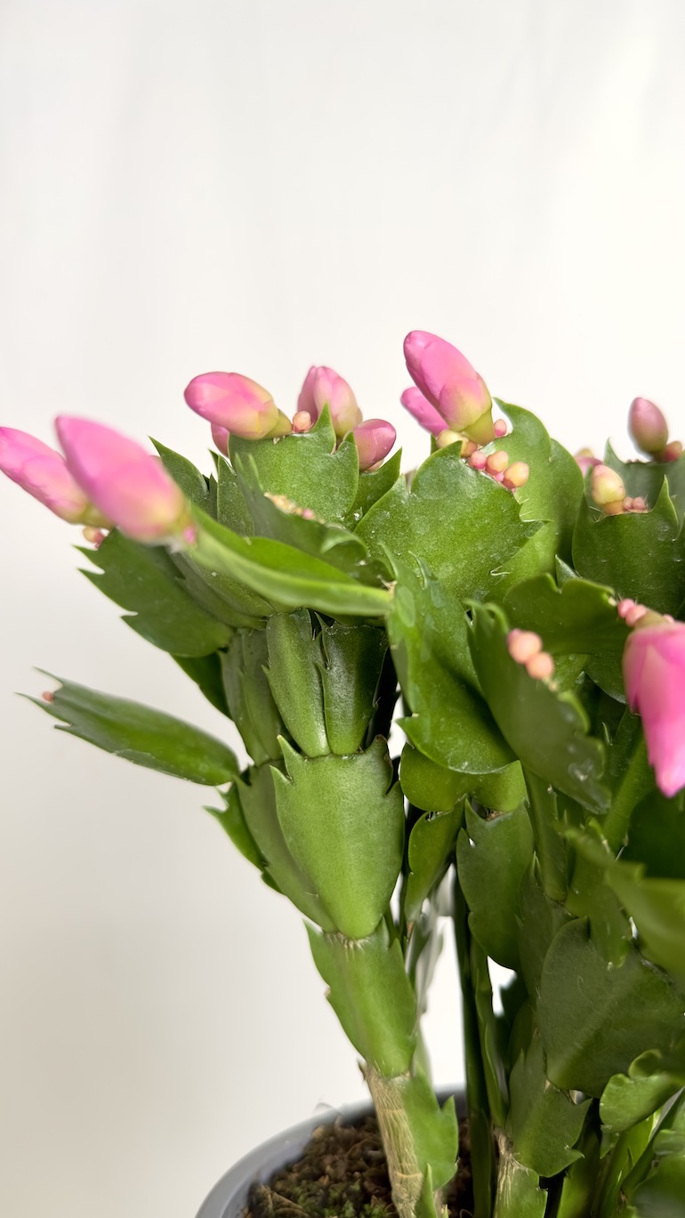 Schlumbergera różowe kwiaty
