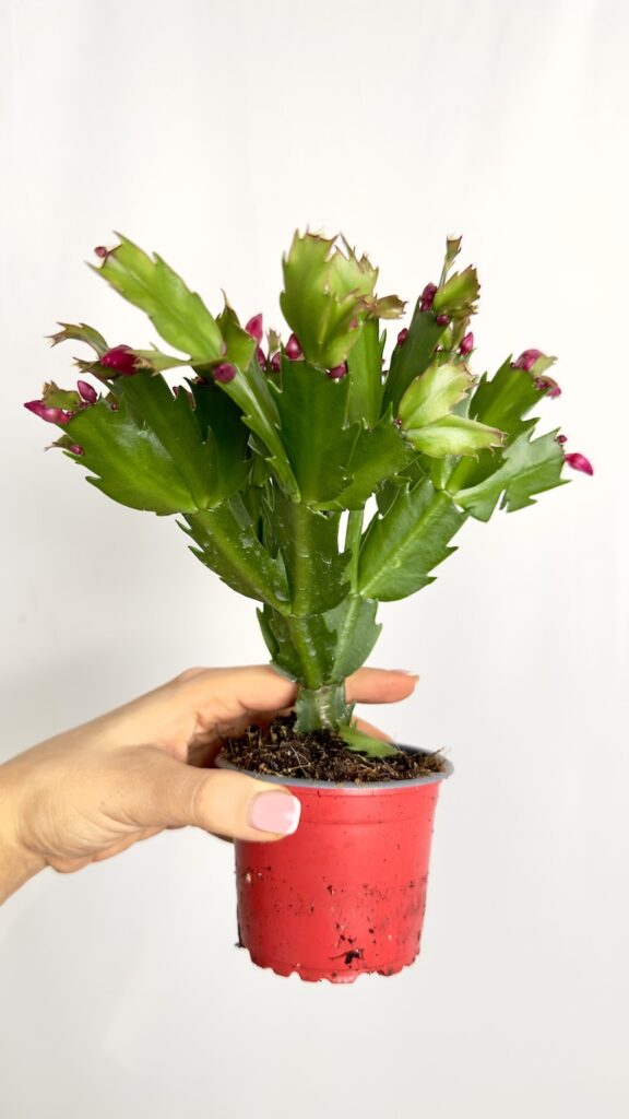Schlumbergera fioletowe kwiaty