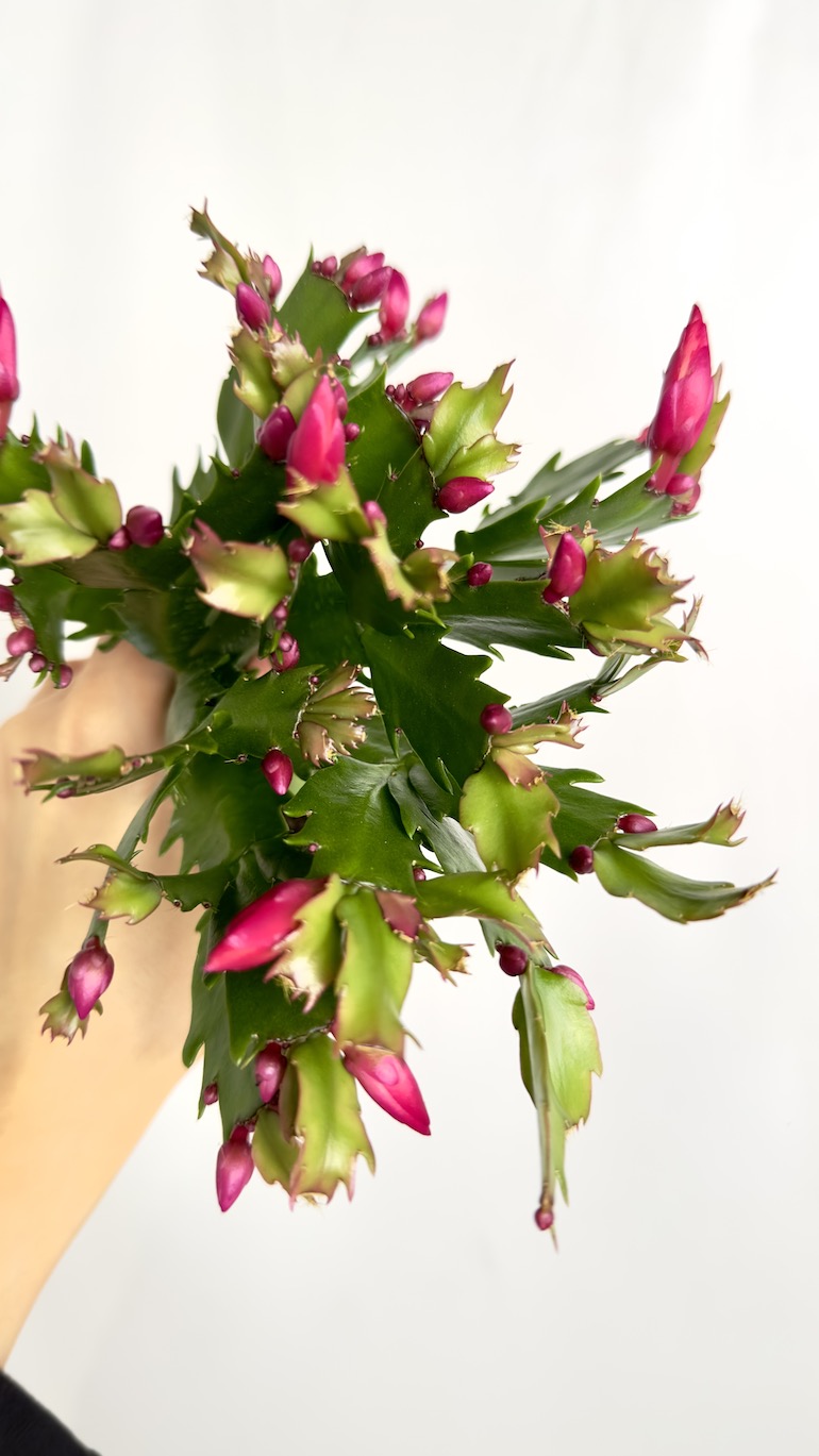Schlumbergera fioletowe kwiaty