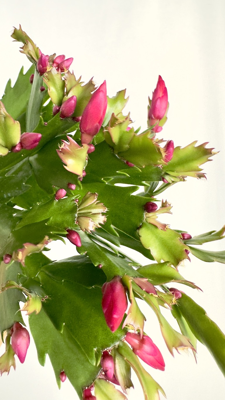 Schlumbergera fioletowe kwiaty