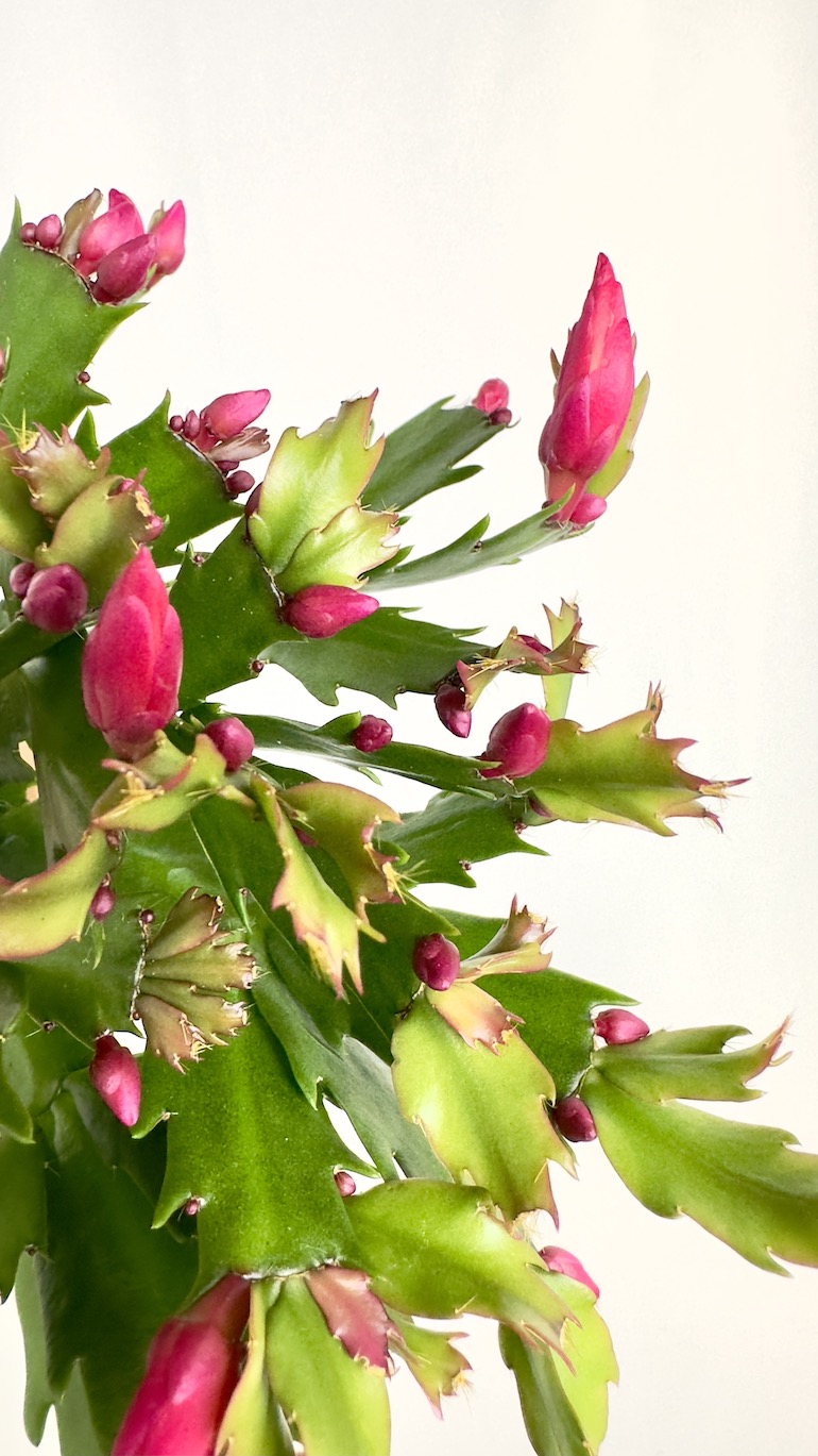 Schlumbergera fioletowe kwiaty