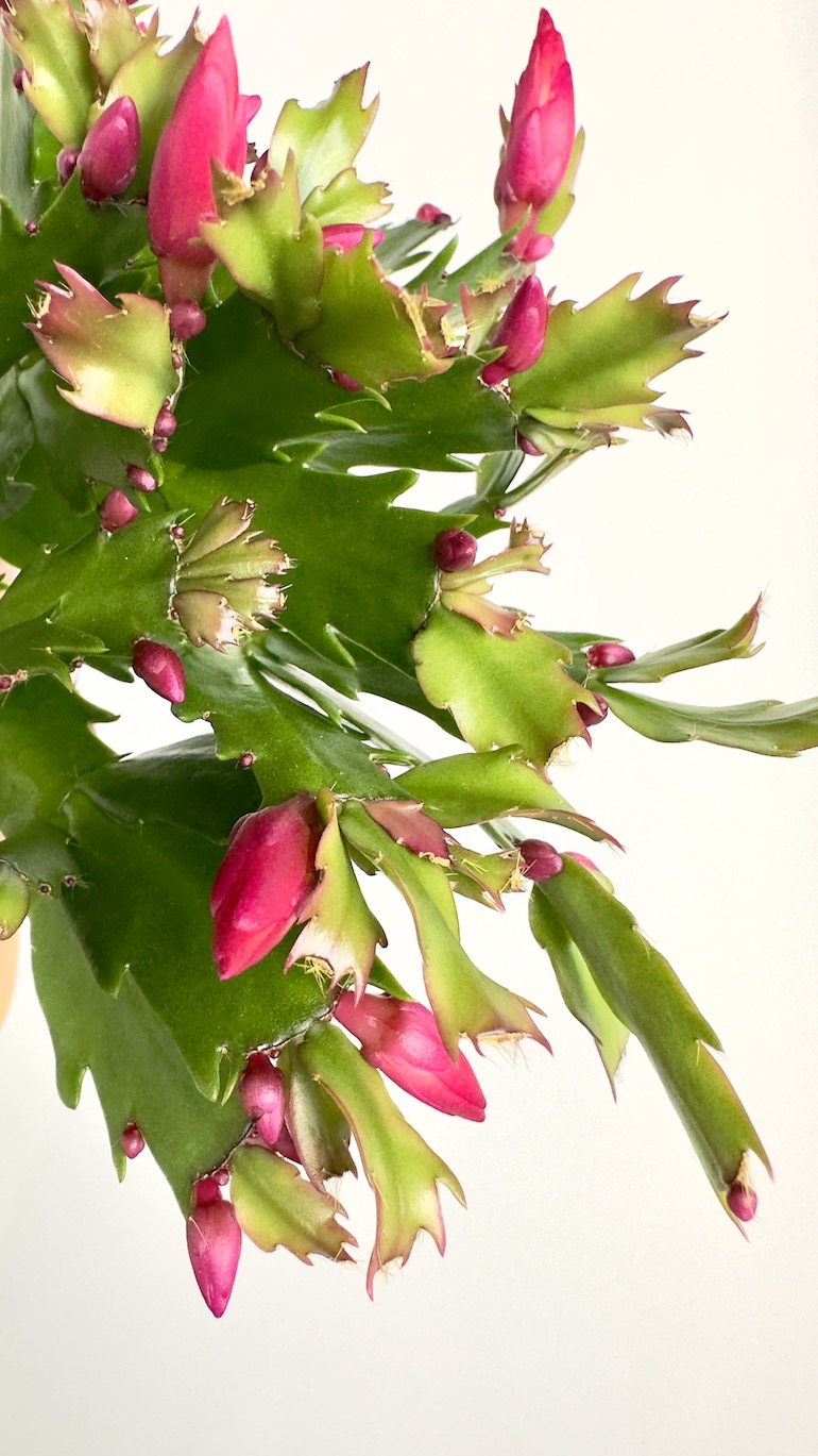 Schlumbergera fioletowe kwiaty