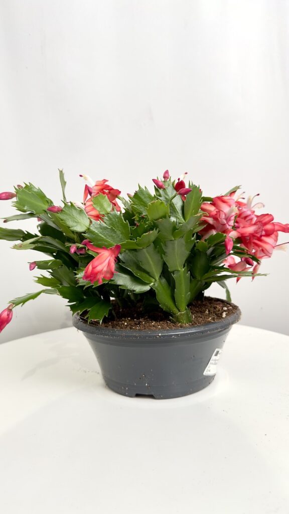 Schlumbergera Truncata Flame Purple