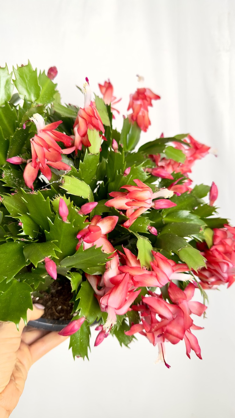 Schlumbergera Truncata Flame Purple