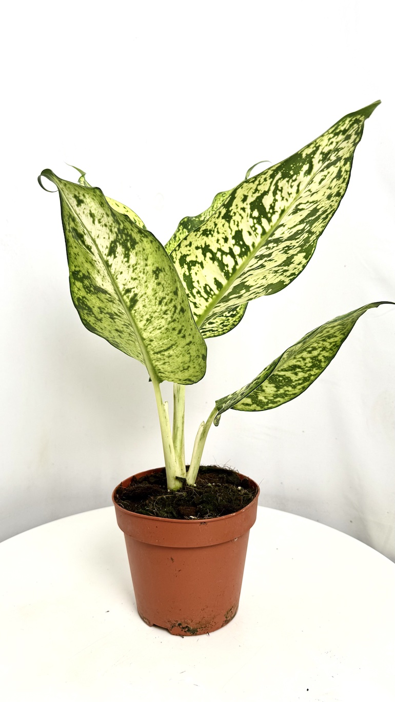 Dieffenbachia Snowflake