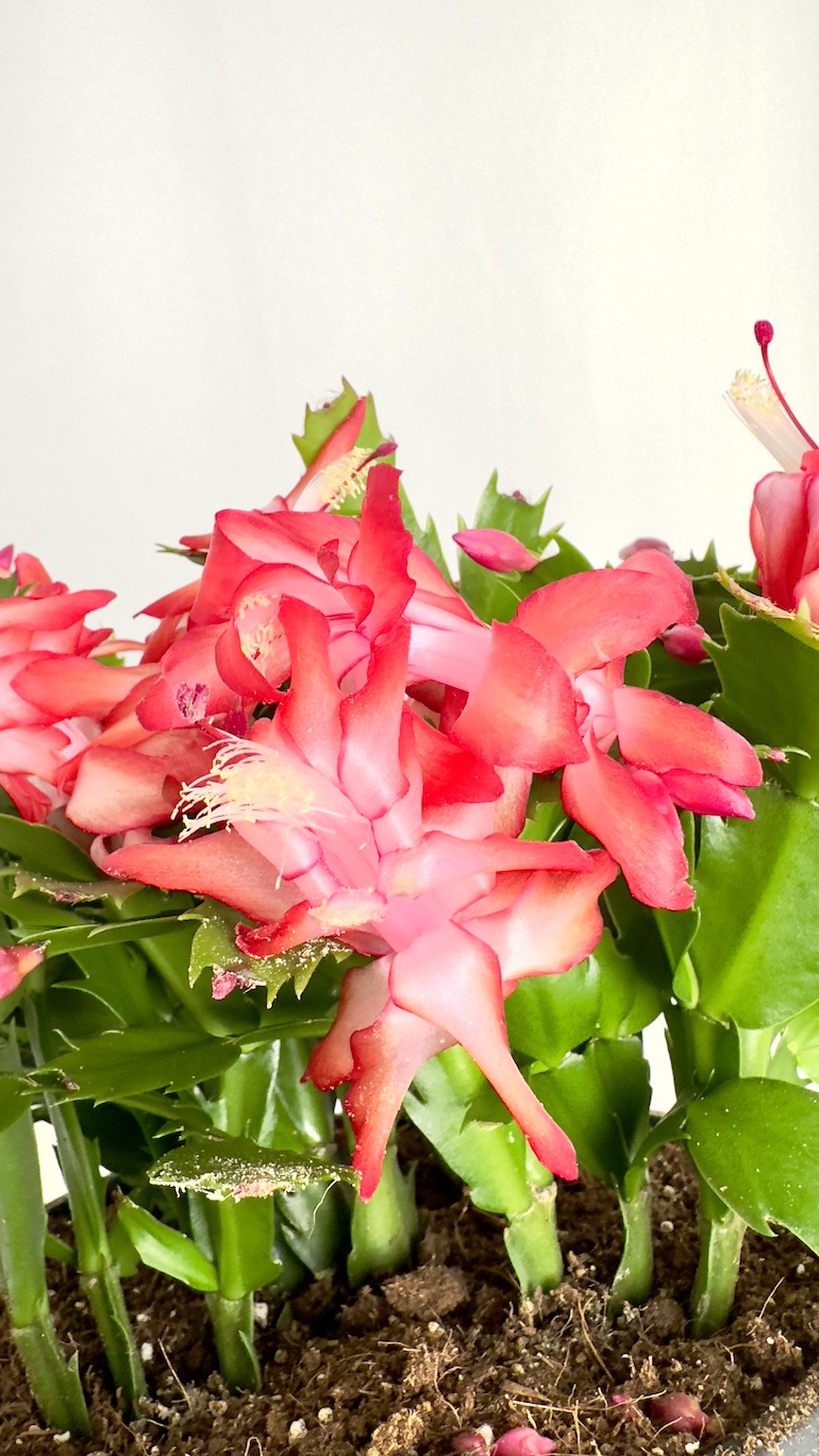 Schlumbergera Truncata Flame Purple