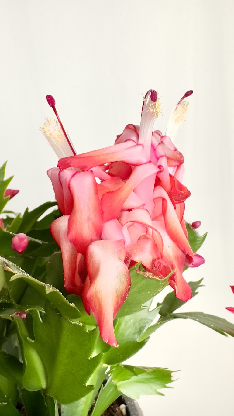 Schlumbergera Truncata Flame Purple