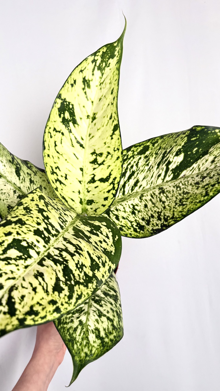 Dieffenbachia Snowflake