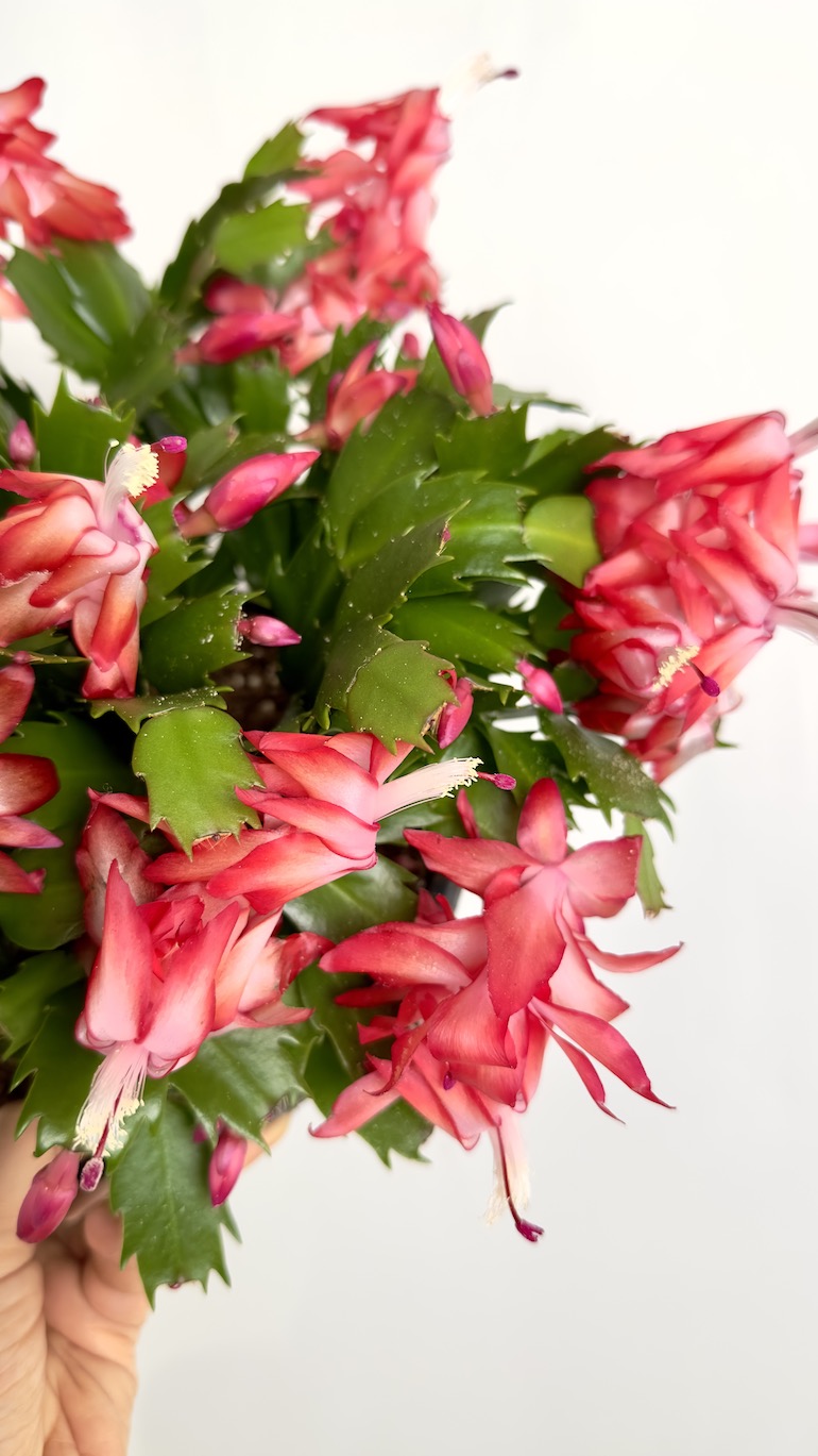 Schlumbergera Truncata Flame Purple